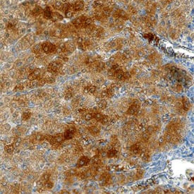 Plasma Kallikrein/KLKB1 antibody in Human Liver by Immunohistochemistry (IHC-P).