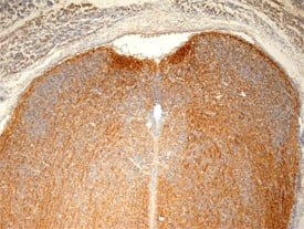 Plexin A1 antibody in Mouse Spinal Cord by Immunohistochemistry (IHC-Fr).