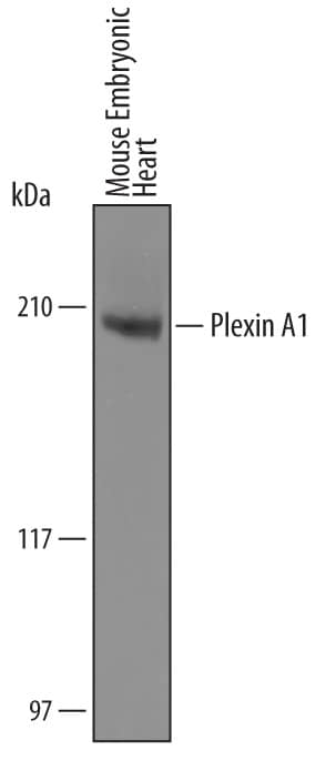 Detection of Mouse Plexin A1 antibody by Western Blot.