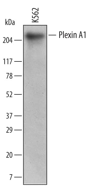 Detection of Human Plexin A1 antibody by Western Blot.