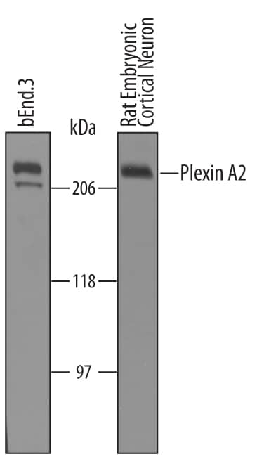 Detection of Mouse and Rat Plexin A2 antibody by Western Blot.