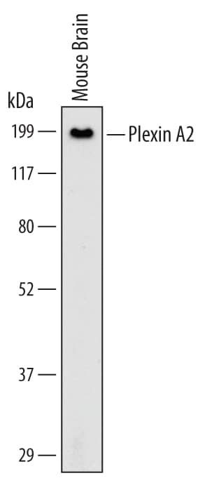 Detection of Mouse Plexin A2 antibody by Western Blot.