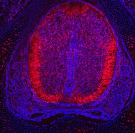 Plexin A3 antibody in Rat Spinal Cord by Immunohistochemistry (IHC-Fr).