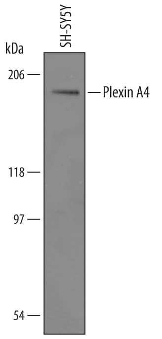 Detection of Human Plexin A4 antibody by Western Blot.