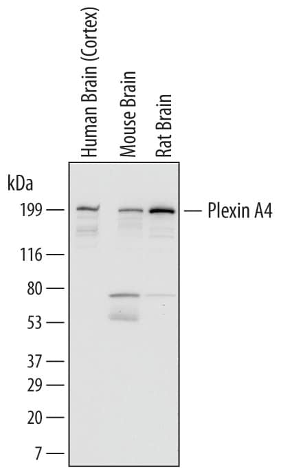 Detection of Human, Mouse, and Rat Plexin A4 antibody by Western Blot.