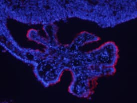 Plexin B2 antibody in Mouse Brain by Immunohistochemistry (IHC-Fr).