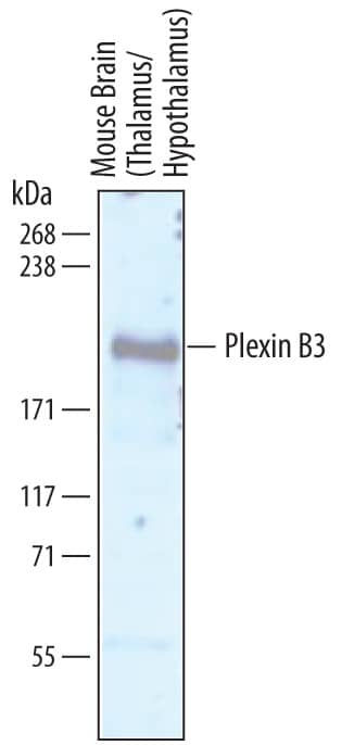 Detection of Mouse Plexin B3 antibody by Western Blot.