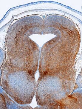 Plexin C1 antibody in Mouse Embryo by Immunohistochemistry (IHC-Fr).