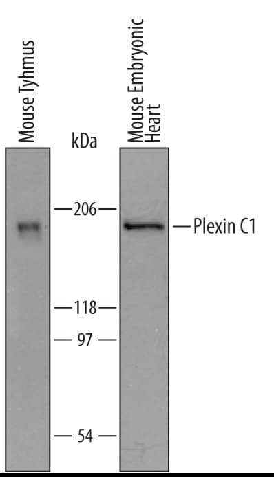 Detection of Mouse Plexin C1 antibody by Western Blot.