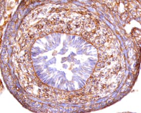 Plexin C1 antibody in Mouse Embryo by Immunohistochemistry (IHC-Fr).