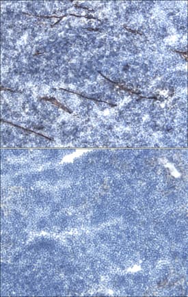 Podocalyxin antibody in Mouse Thymus by Immunohistochemistry (IHC-Fr).
