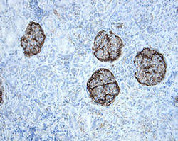 Podocalyxin antibody in Human Kidney by Immunohistochemistry (IHC-P).