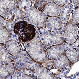 Podocalyxin antibody in Mouse Kidney Tissue by Immunohistochemistry (IHC-Fr).