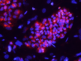Podocalyxin antibody in BG01V Human Stem Cells by Immunocytochemistry (ICC).