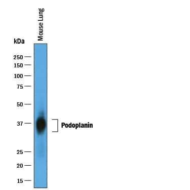 Detection of Mouse Podoplanin antibody by Western Blot.