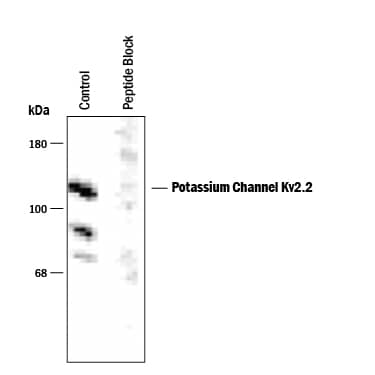 Detection of Potassium Channel Kv2.2 antibody by Western Blot