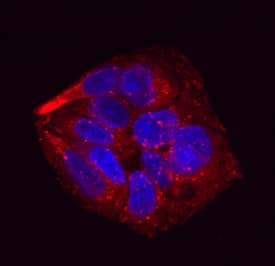 Pref-1/DLK1/FA1 antibody in HepG2 Human Cell Line by Immunocytochemistry (ICC).