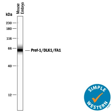 Detection of Mouse Pref-1/DLK1/FA1 antibody by Simple WesternTM.