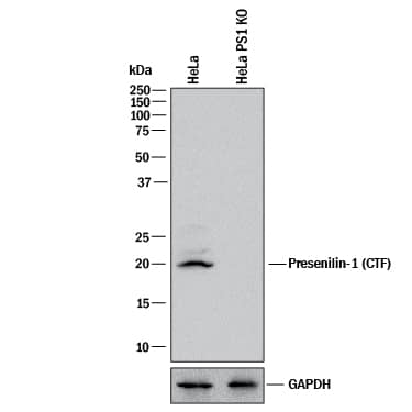 Western Blot Shows Human Presenilin-1 Antibody Specificity by Using Knockout Cell Line.