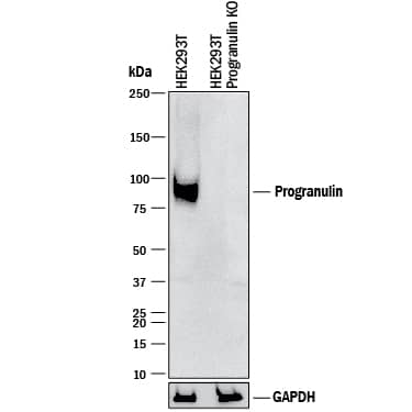 Western Blot Shows Human Progranulin/PGRN Antibody Specificity by Using Knockout Cell Line.