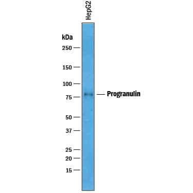 Detection of Human Progranulin/PGRN antibody by Western Blot.