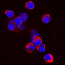 Progranulin/PGRN antibody in Mouse Splencytes by Immunocytochemistry (ICC).