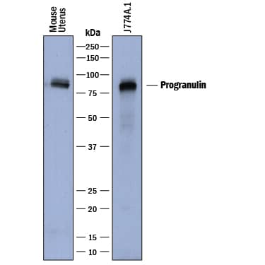 Detection of Mouse Progranulin/PGRN antibody by Western Blot.