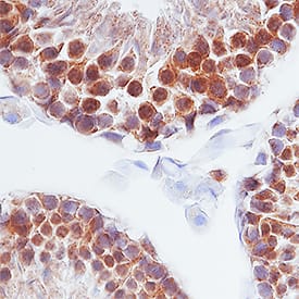 Prolactin antibody in Human Testis by Immunohistochemistry (IHC-P).