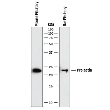 Detection of Mouse and Rat Prolactin antibody by Western Blot.