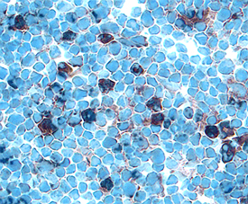 Prolactin R antibody in Rat Thymus by Immunohistochemistry (IHC-Fr).