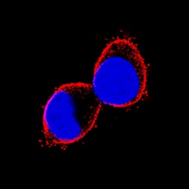 Prominin 2 antibody in HepG2 Human Cell Line by Immunocytochemistry (ICC).