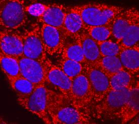 Proprotein Convertase 2/PCSK2 antibody in HepG2 Human Cell Line by Immunocytochemistry (ICC).