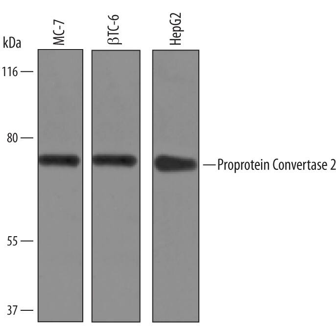 Detection of Human and Mouse Proprotein Convertase 2/PCSK2 antibody by Western Blot.