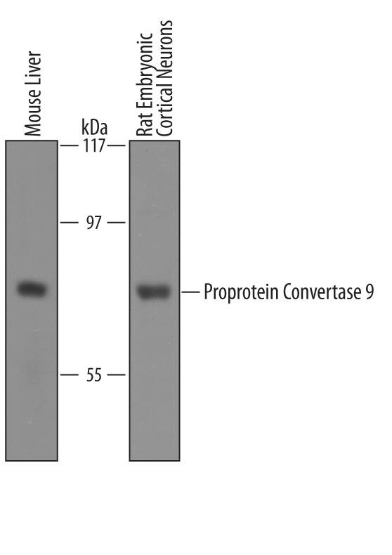 Detection of Mouse and Rat Proprotein Convertase 9/PCSK9 antibody by Western Blot.