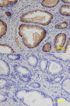 Prostasin/Prss8 antibody in Human Prostate by Immunohistochemistry (IHC-P).