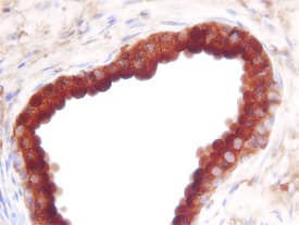 Prostatic Acid Phosphatase/ACPP antibody in Human Prostate by Immunohistochemistry (IHC-P).
