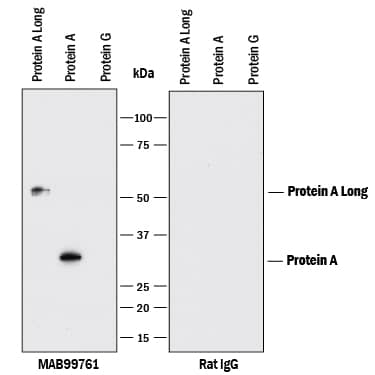 Detection of Protein A antibody by Western Blot.