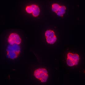 Proteinase 3/Myeloblastin/PRTN3 antibody in Human Granulocytes by Immunocytochemistry (ICC).