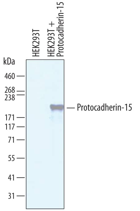 Detection of Human Protocadherin-15 antibody by Western Blot.