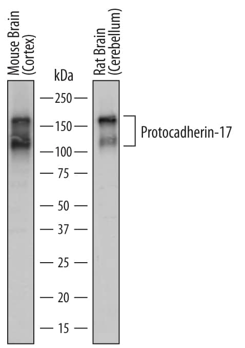 Detection of Mouse and Rat Protocadherin-17 antibody by Western Blot.