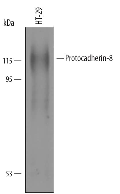 Detection of Human Protocadherin-8 antibody by Western Blot.