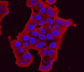 Protocadherin-8 antibody in MCF-7 Human Cell Line by Immunocytochemistry (ICC).