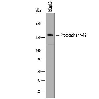 Detection of Mouse Protocadherin-12 antibody by Western Blot.