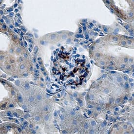 Protocadherin-12 antibody in Mouse Kidney by Immunohistochemistry (IHC-Fr).