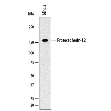 Detection of Mouse Protocadherin-12 antibody by Western Blot.