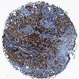 Protocadherin-15 antibody in Human Kidney by Immunohistochemistry (IHC-P).