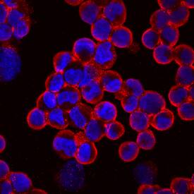 Protocadherin-15 antibody in YT Human Cell Line by Immunocytochemistry (ICC).