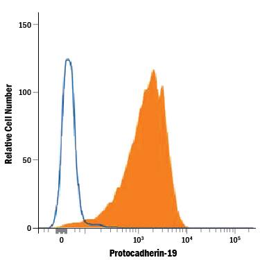 Detection of Protocadherin-19 antibody in SH-SY5Y Human Cell Line antibody by Flow Cytometry.