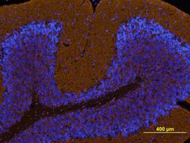 Protocadherin a1 antibody in Mouse Brain by Immunohistochemistry (IHC-Fr).