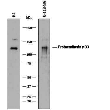 Detection of Human Protocadherin ? C3 antibody by Western Blot.